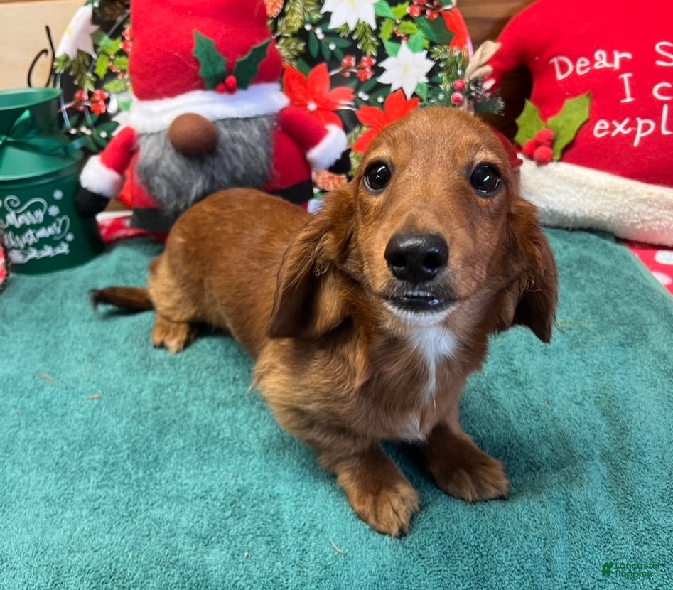 Dachshund dogs Ollie - Ad 28