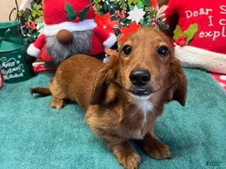 Dachshund dogs Ollie - Ad 31