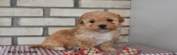 Bichpoo dogs for sale: Carl - Ad 3