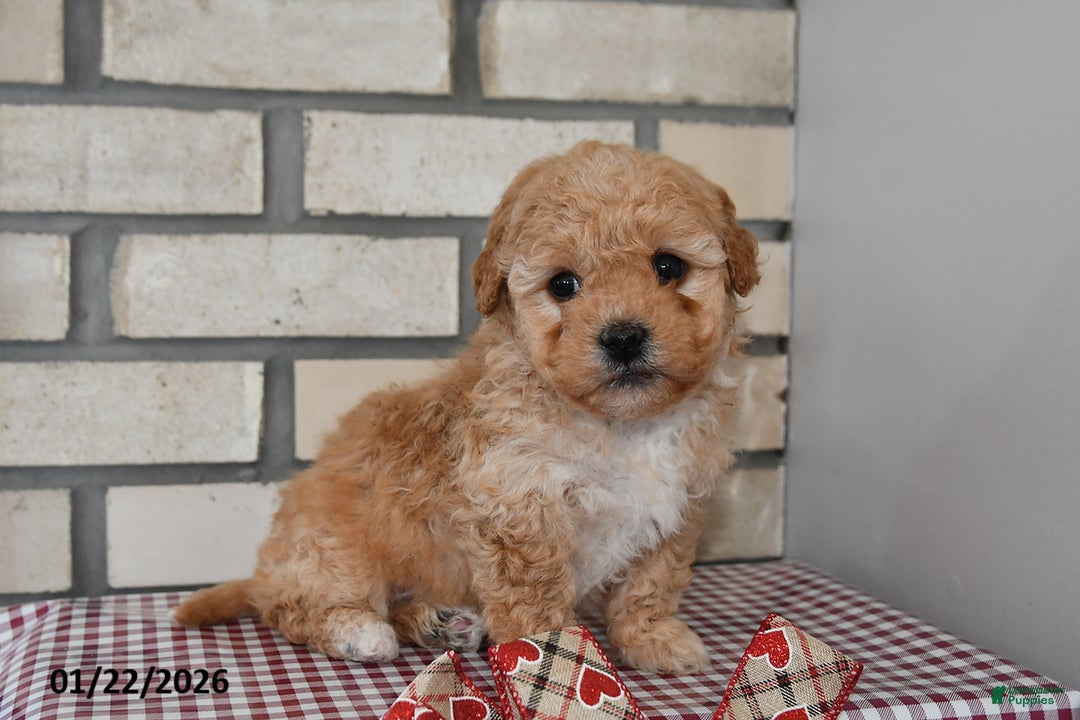 Bichpoo dogs for sale: Carl - Ad 3