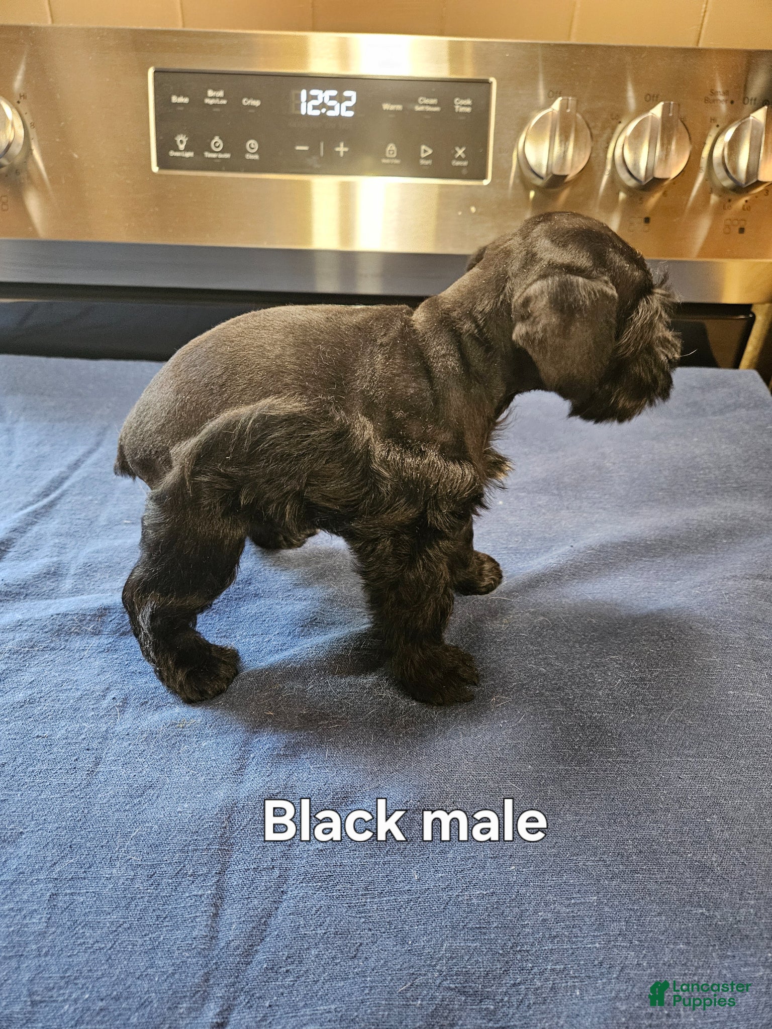Miniature Schnauzer dogs for sale: Black male  - Ad 3