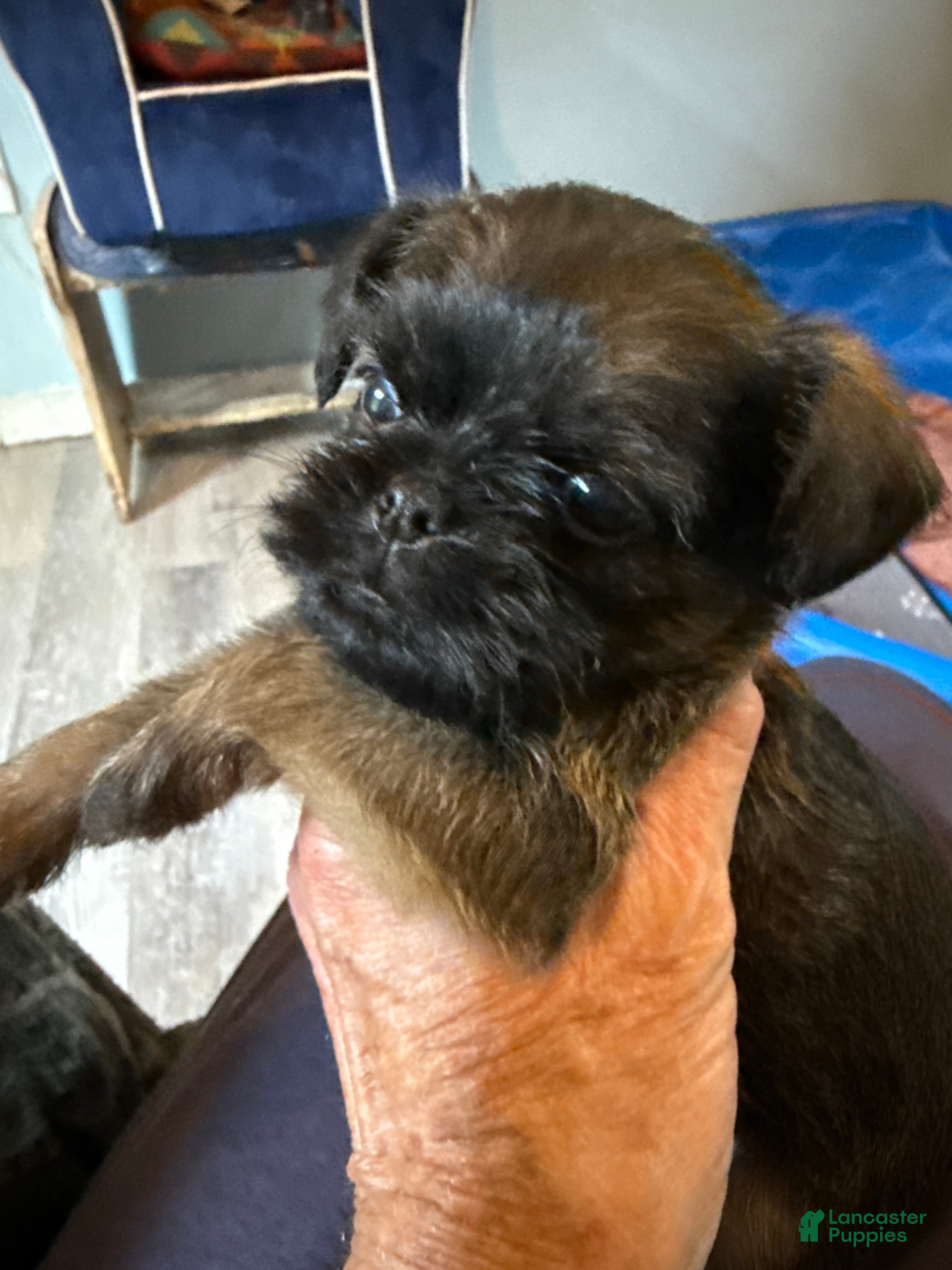 Brussels Griffon dogs Brussels Griffon Puppy 4 - Ad 3
