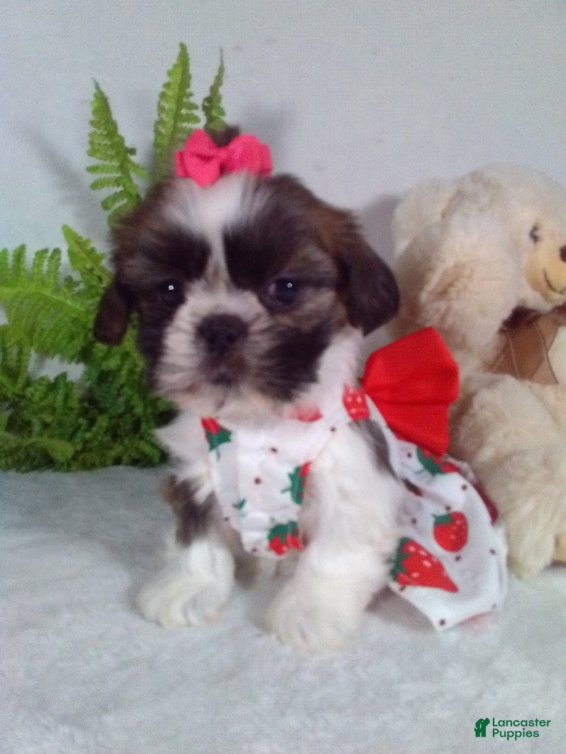 Shih Tzu dogs Remi - Ad 1