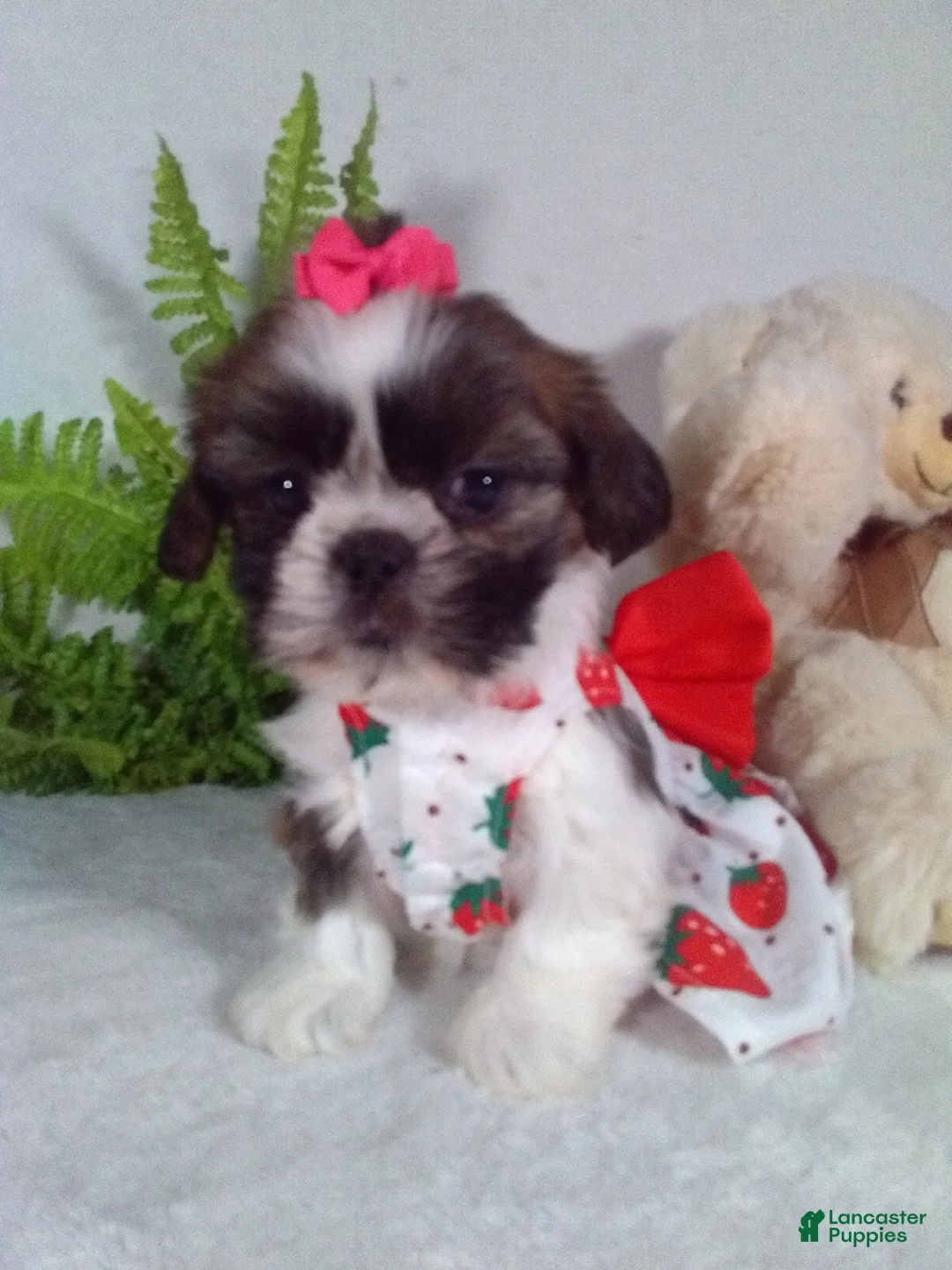 Shih Tzu dogs for sale: Remi - Ad 1