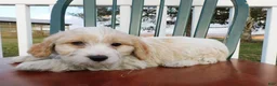 Cavachon dogs for sale: Puffy - Ad 5