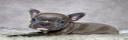 Frenchton dogs for sale: Mr. Kirby - Ad 10