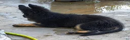 German Shepherd dogs for sale: Prowler  - Ad 6