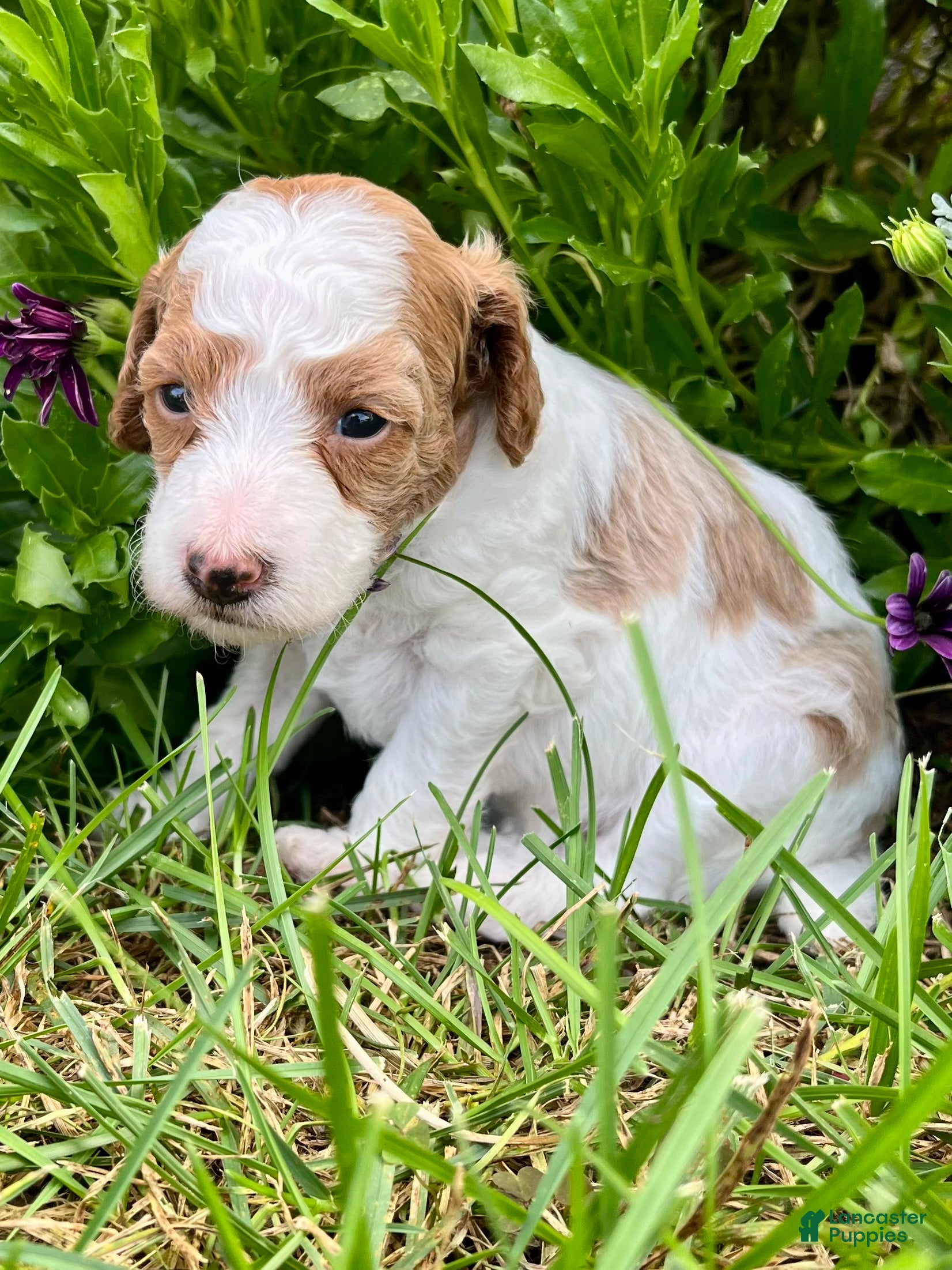 Miniature Poodle dogs Hazel - Ad 2