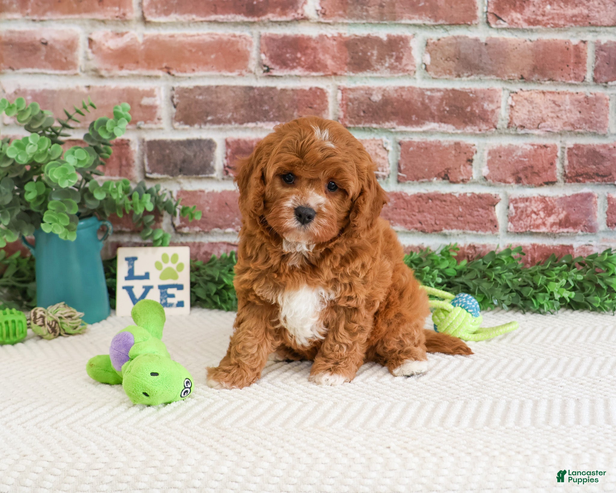 Cavapoo dogs Clover  - Ad 42