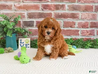 Cavapoo dogs Clover - Ad 42