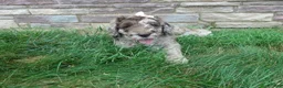 Newfypoo dogs for sale: F1b Milo - Ad 4
