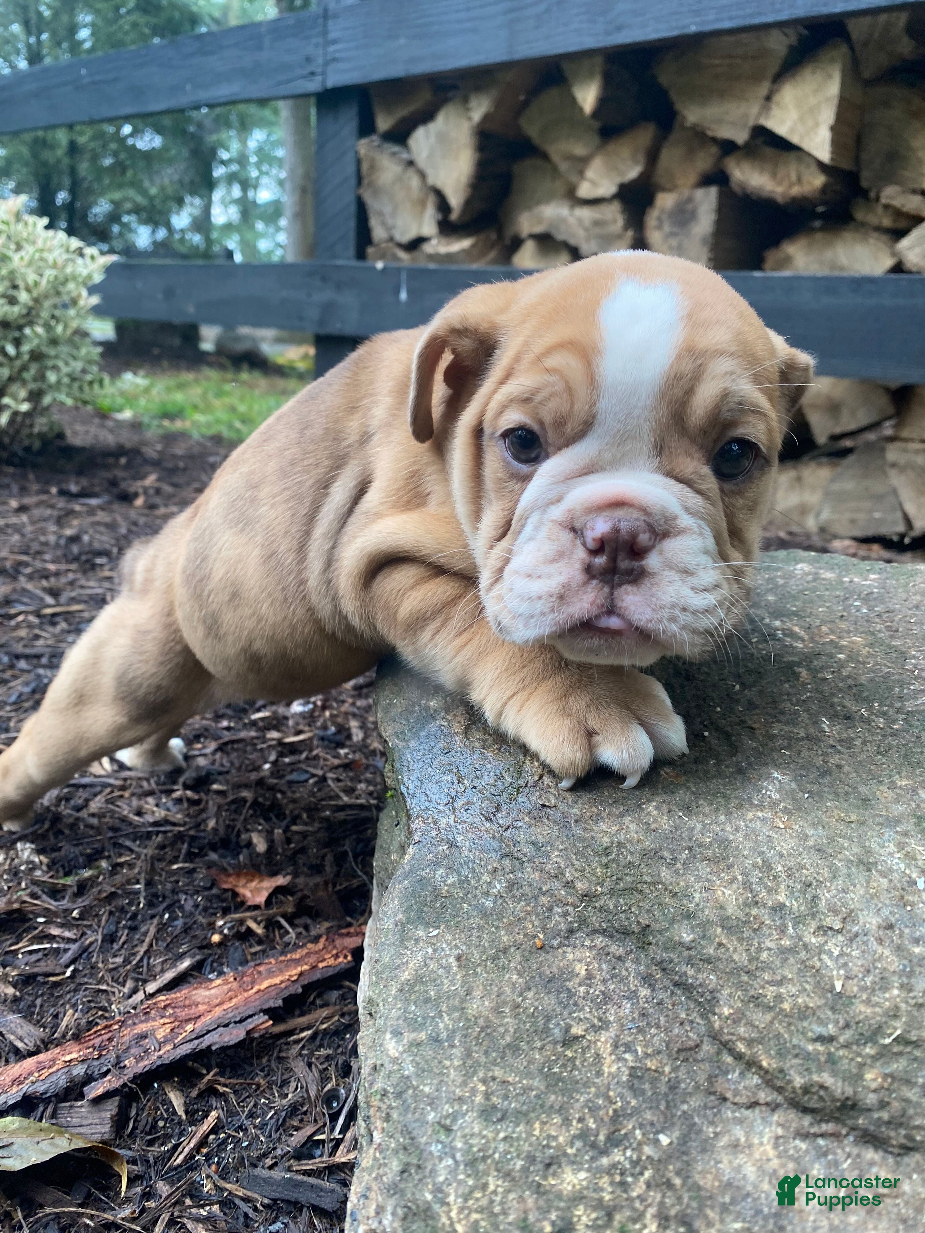 English Bulldog dogs Pearl - Ad 2
