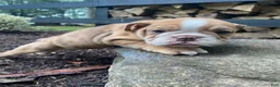 English Bulldog dogs for sale: Pearl - Ad 2