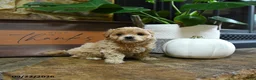 Maltipoo dogs for sale: Xolo - Ad 4