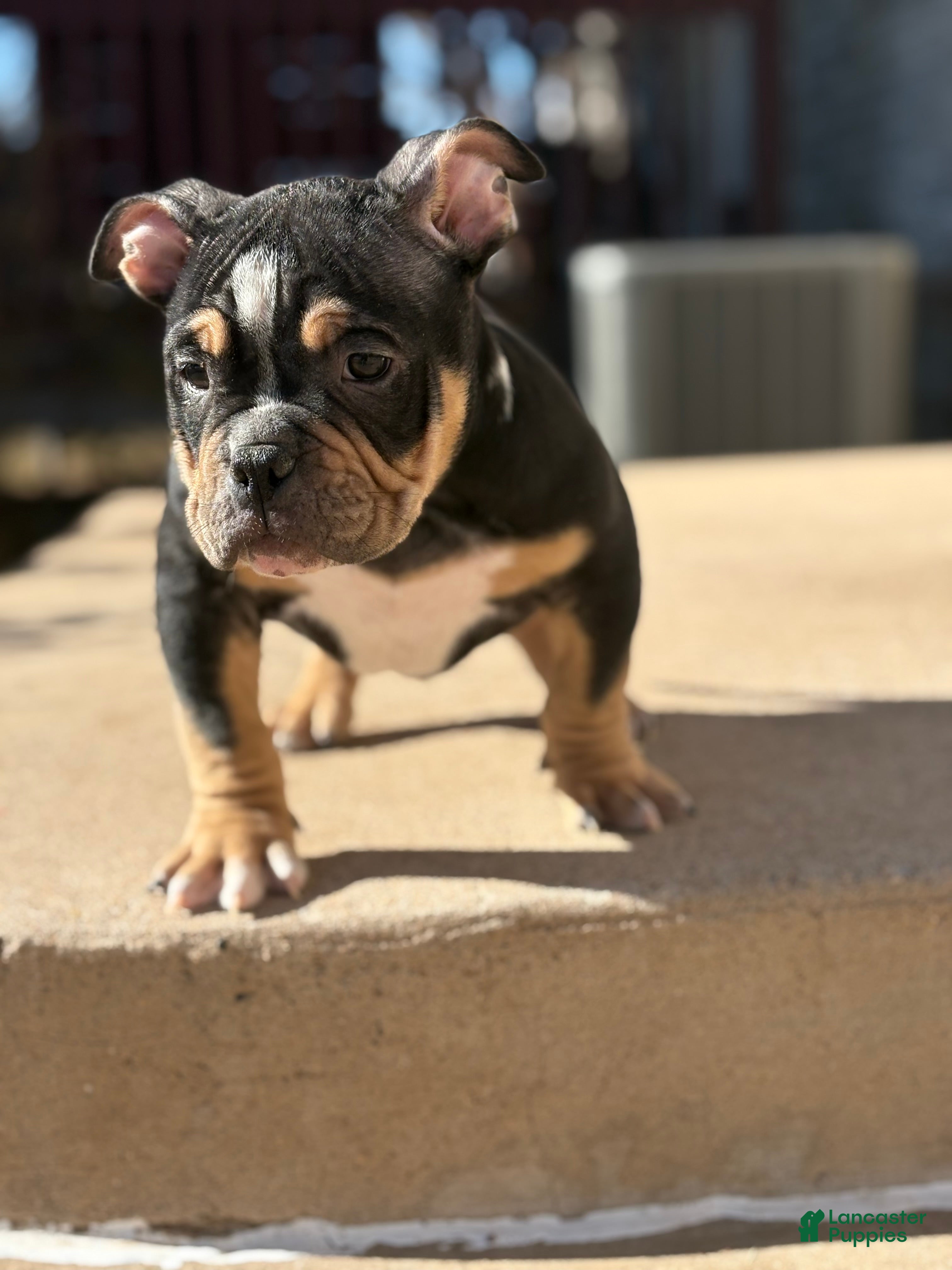 American Bully dogs American Bully Puppy 1 - Ad 7