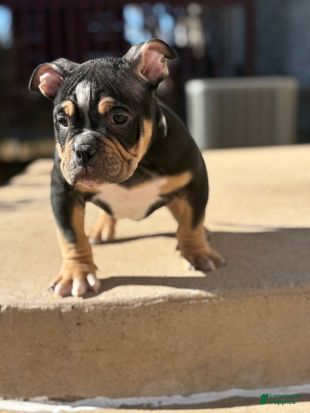 American Bully dogs for sale: American Bully Puppy 1 - Ad 1