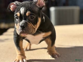 American Bully dogs American Bully Puppy 1 - Ad 4