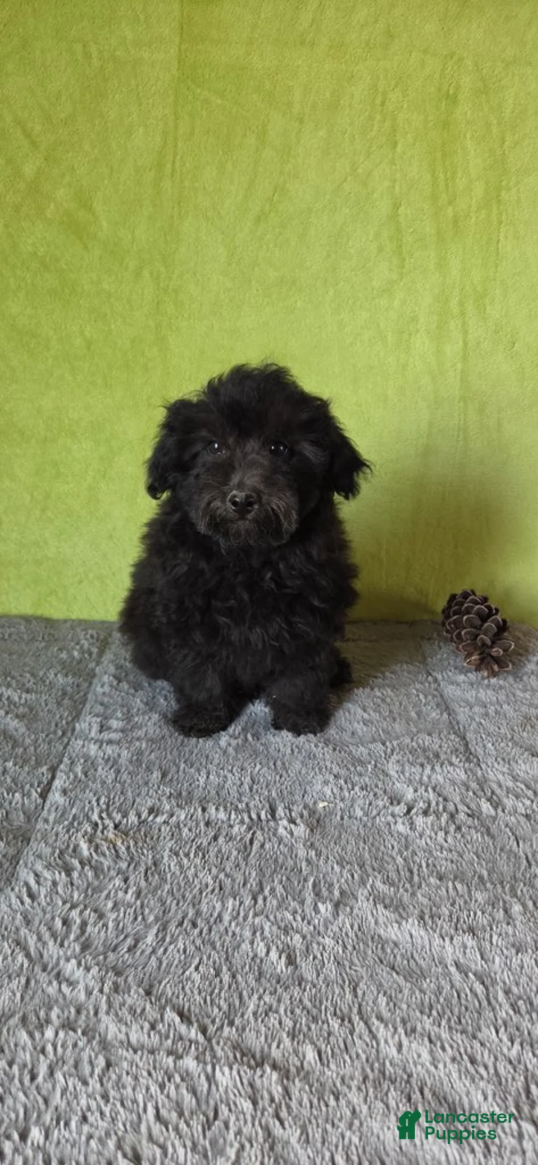 Miniature Poodle dogs for sale: Leo - Ad 1