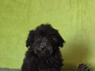 Miniature Poodle dogs for sale: Leo - Ad 1