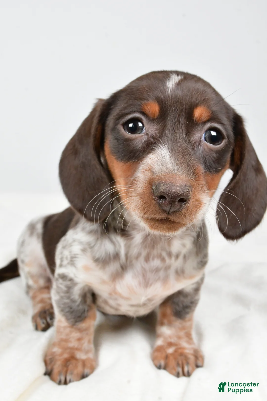 Dachshund dogs for sale: Piper - Ad 7