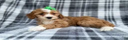 Cavapoo dogs for sale: Mia - Ad 6