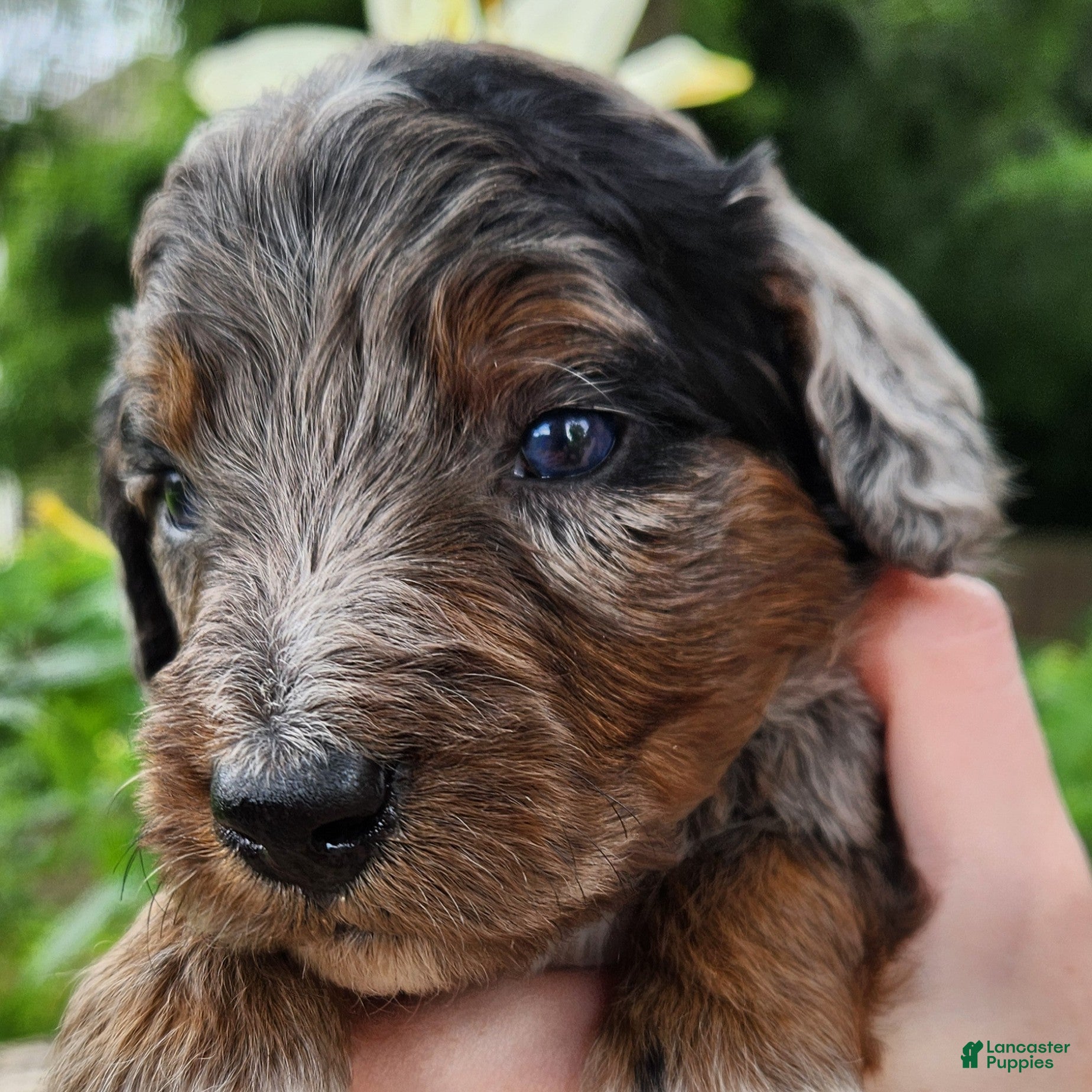 Mini Aussiedoodle dogs Diesel - Male - Blue Merle with Red points and White Accents - Ad 2