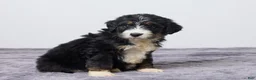 Bernedoodle dogs for sale: Kyler - Ad 4