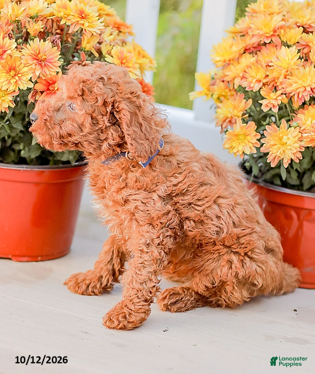 Miniature Poodle dogs for sale: Jerry - Ad 9