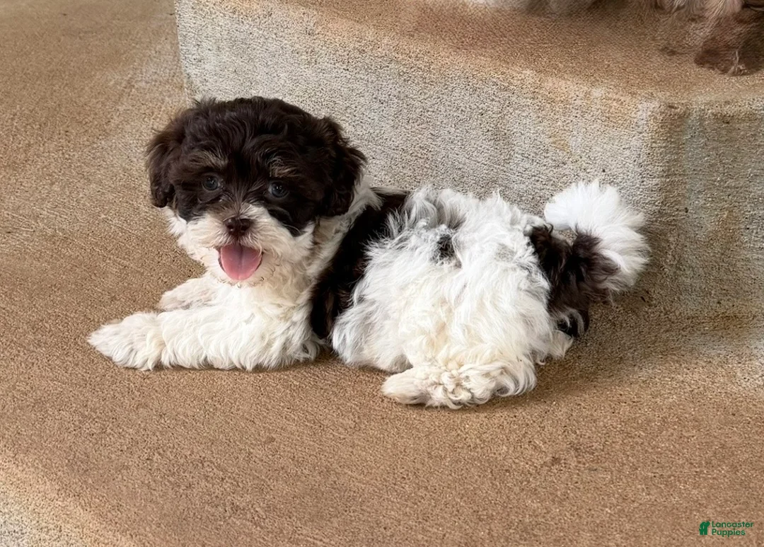 Shihpoo dogs for sale: Rory - Ad 1