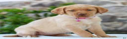 Labrador Retriever dogs for sale: Tammy - Ad 3