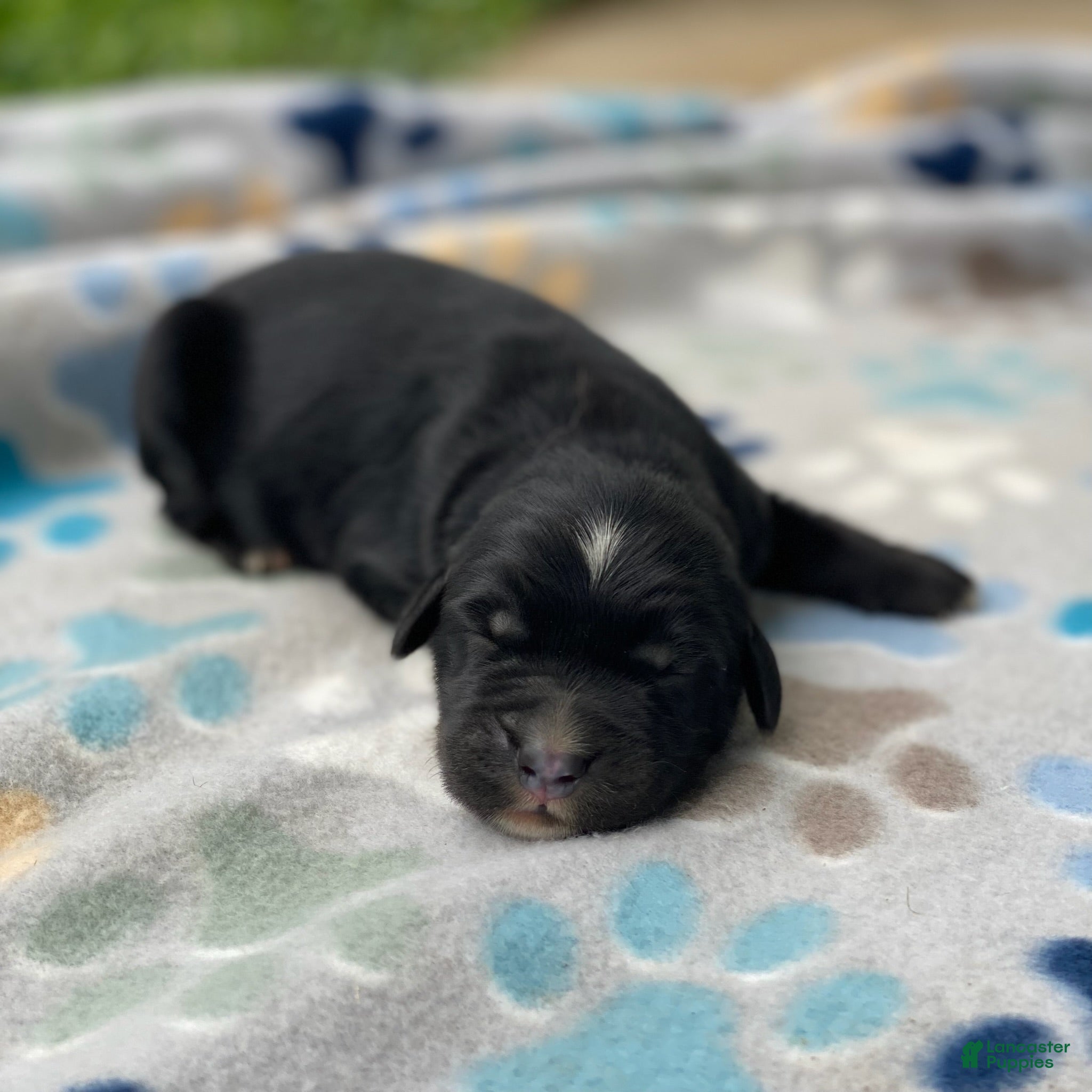 Mixed Breed dogs Charlie - Ad 1
