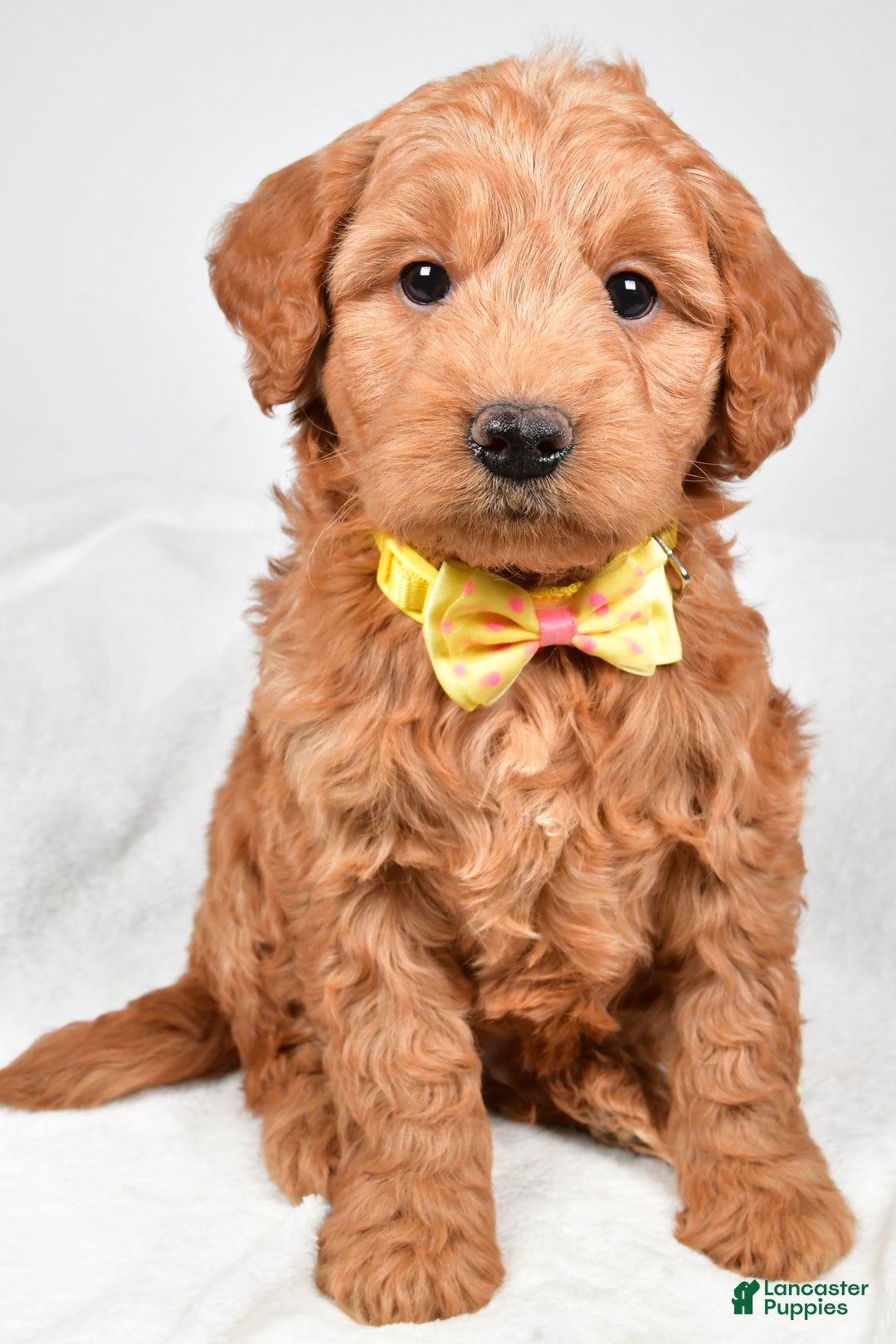Mini Goldendoodle dogs for sale: Bruce - Ad 2
