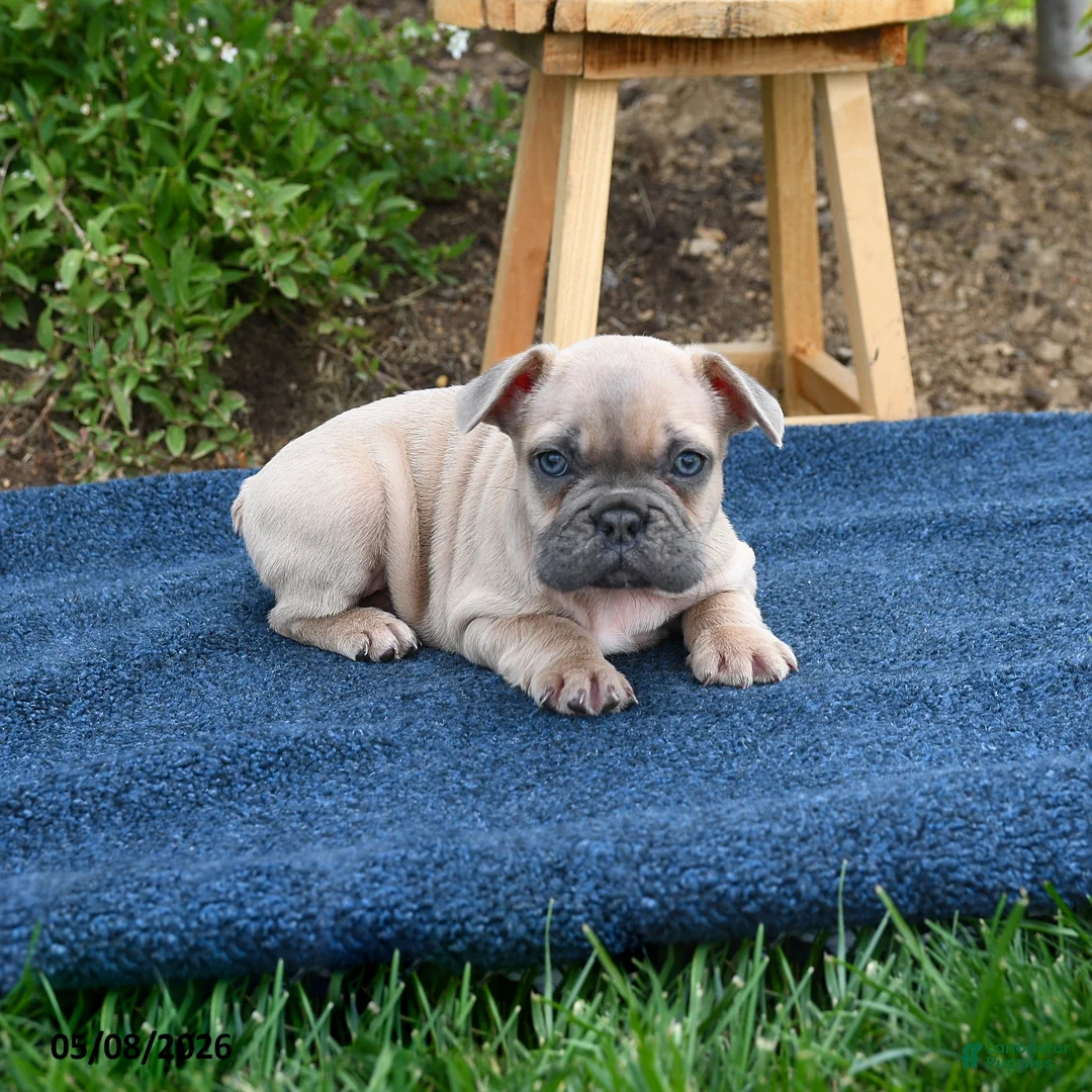 French Bulldog dogs for sale: Frdric - Ad 3