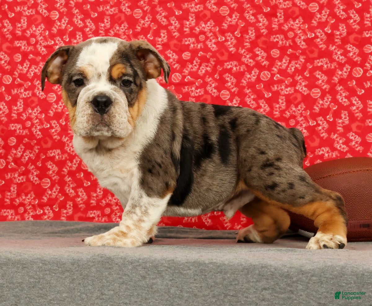 Beabull dogs Zeus - Ad 2