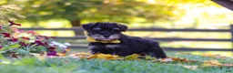 Miniature Schnauzer dogs for sale: Trevor - Ad 4