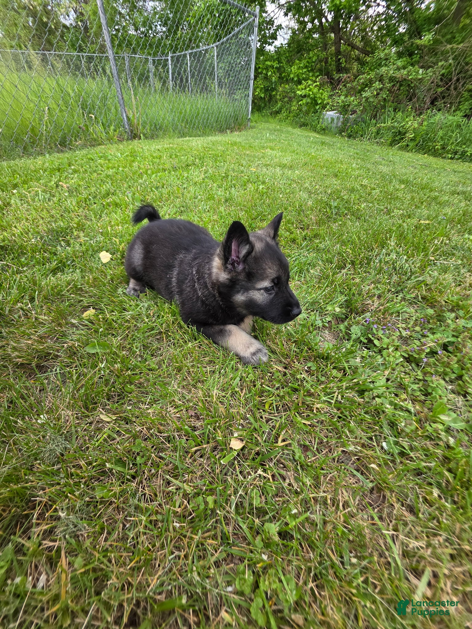 Norwegian Elkhound dogs Green - Ad 5