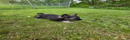 Norwegian Elkhound dogs for sale: Green - Ad 1