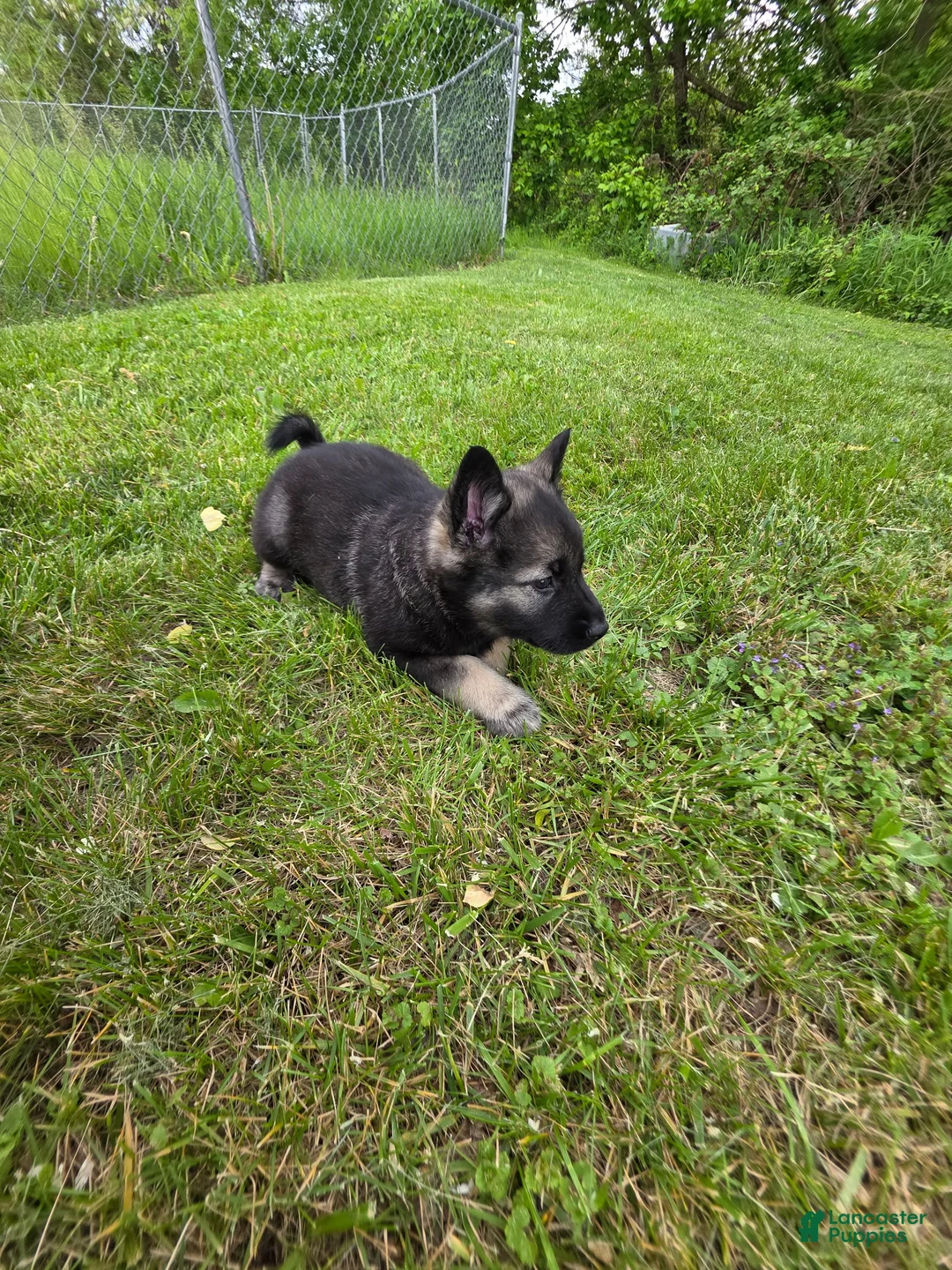 Norwegian Elkhound dogs for sale: Green - Ad 1