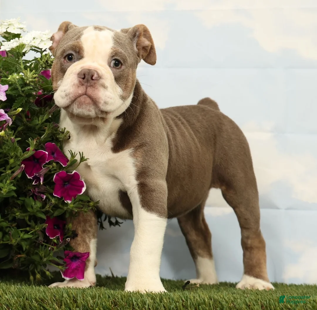 Olde English Bulldogge dogs for sale: Magnolia - Ad 1