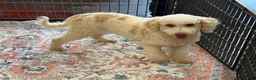 Mini Goldendoodle dogs for sale: Spirit - Ad 2
