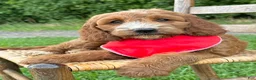 Irish Doodle dogs for sale: Maggie - Ad 19