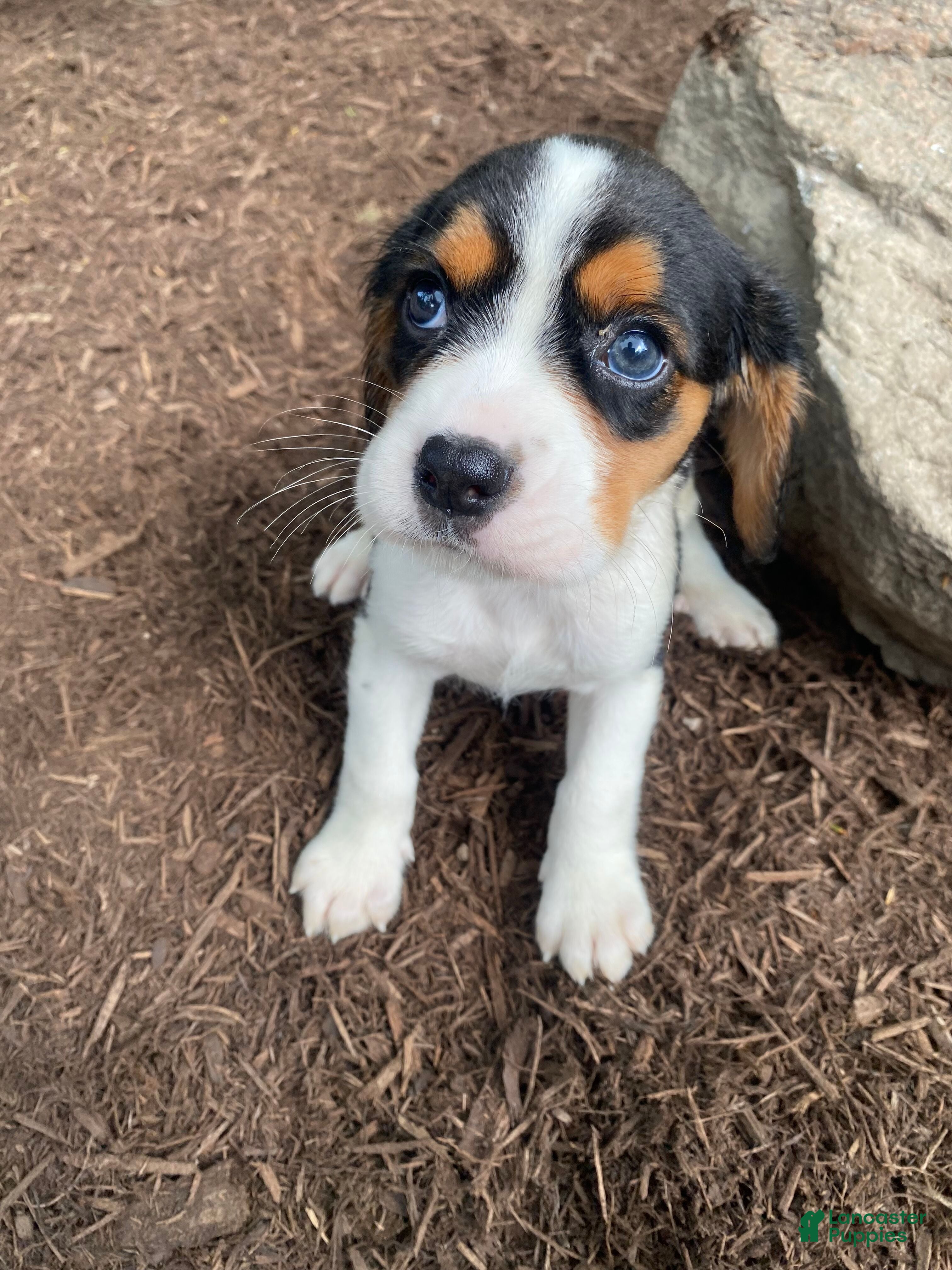 Beaglier dogs Adam - Ad 2