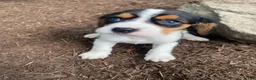 Beaglier dogs for sale: Adam - Ad 2