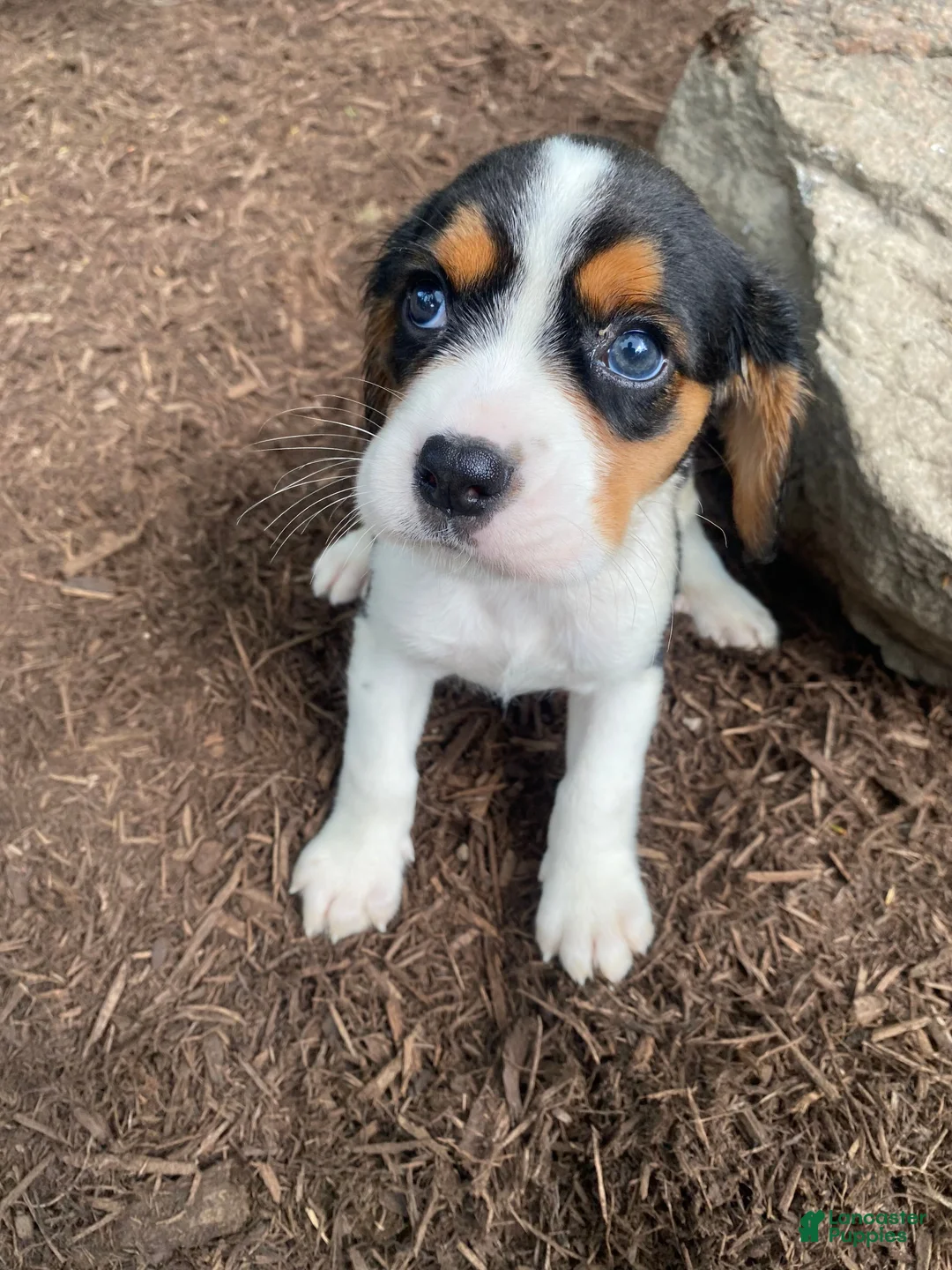 Beaglier dogs for sale: Adam - Ad 2