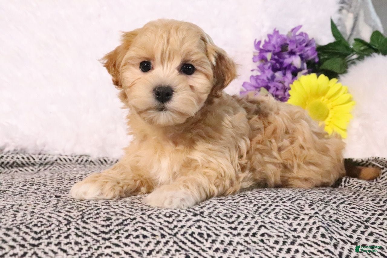 Maltipoo dogs Lilly - Ad 1