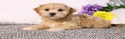 Maltipoo dogs for sale: Lilly - Ad 1