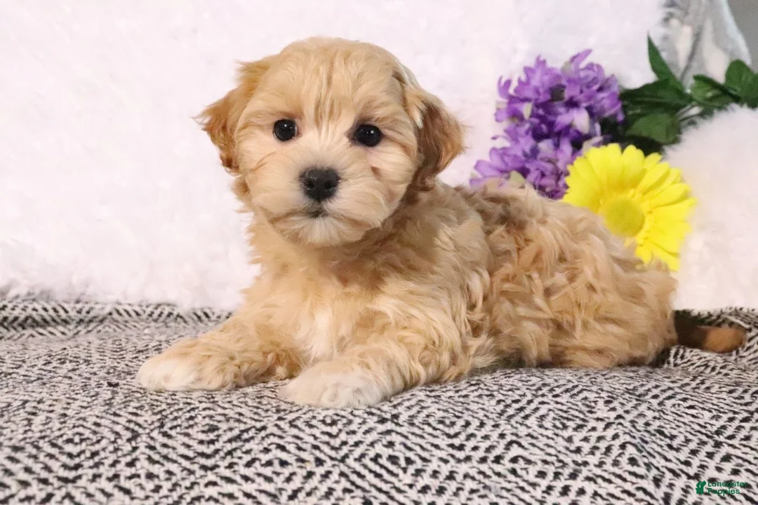 Maltipoo dogs for sale: Lilly - Ad 1
