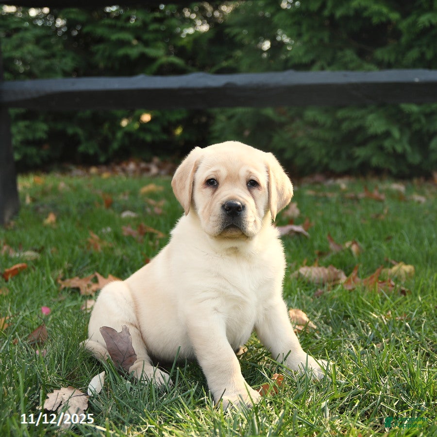 Labrador Retriever dogs Harper - Ad 8