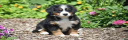 Bernese Mountain Dog dogs for sale: Brooklynn - Ad 4