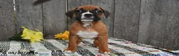 Boxer dogs for sale: Millie - Ad 3